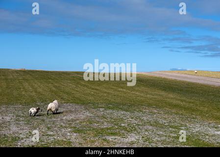 Le Machair sur South Uist près de Howmore Banque D'Images