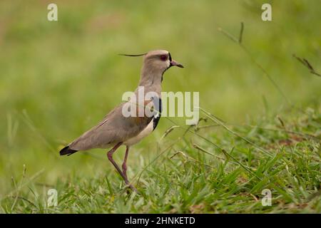 Le sud de sociable sur l'herbe. Oiseau typique de l'Amérique du Sud, également appelé Tero (vanellus chilensis) Banque D'Images