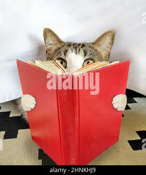 Tabby chat lisant un livre de couverture rigide avec couverture rouge vierge Banque D'Images