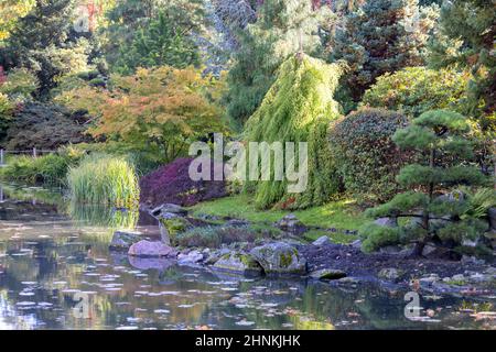 Jardin japonais, plantes exotiques, Wroclaw, Pologne. Banque D'Images