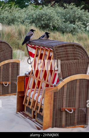 Corneilles de brouillard assises sur la chaise de plage Banque D'Images