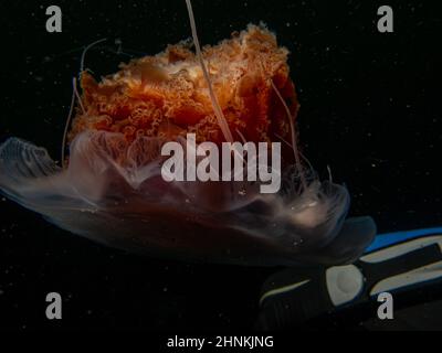 Un gros plan de Cyanea capillata, un méduse de la manée d'un lion. C'est l'une des plus grandes espèces connues de méduses et est également connue sous le nom de méduse géant, méduse rouge arctique, ou gelée de cheveux Banque D'Images