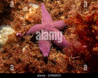 Un gros plan d'une étoile de mer commune pourpre, d'une étoile de mer commune ou d'une étoile de mer sucrière, Asterias Rubens. Photo des îles Weather, mer de Skagerack, Suède Banque D'Images