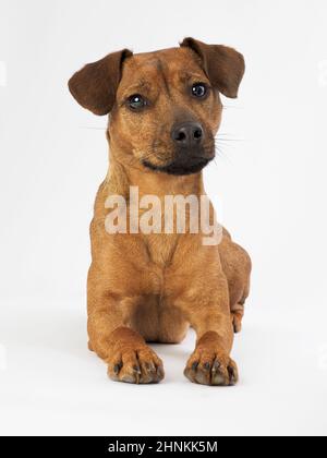 Studio Portrait d'un terrier de Patterdale. Banque D'Images