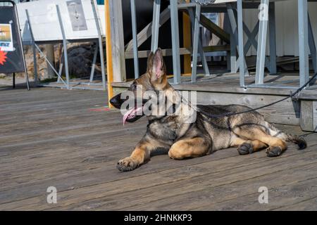 Un chiot de quatre mois de berger allemand s'est posé sur une terrasse en bois.Race de ligne de travail de couleur de sable Banque D'Images