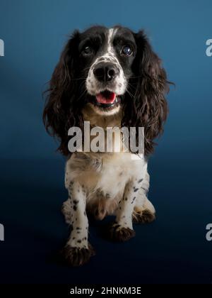 Portrait en studio d'un chien de Cocker en activité. Banque D'Images