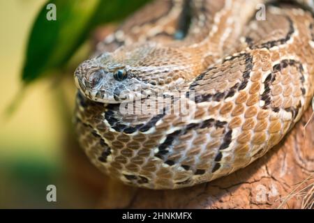 Le Viper de Russell (Daboia russelii) est une espèce de serpent venimeux de la famille des Vipéridés Banque D'Images