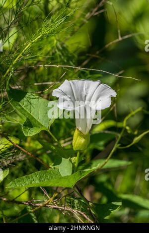 Une fleur blanche de bougee de haie une vigne avec des feuilles en forme de flèche vers le haut en pleine floraison vue de gros plan sur une journée ensoleillée en été ressemble Banque D'Images