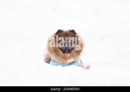 Portrait du joli chien spitz de Pomeranian, petit chien en fourrure marchant, debout sur la neige blanche à l'hiver enneigé froid à l'extérieur à la da givrée Banque D'Images