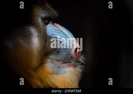 Gros plan portrait d'un grand homme de mandrill dans l'obscurité (Mandrillus sphinx) Banque D'Images