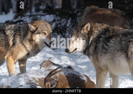 Le loup gris (Canis lupus) croche à Packmate sur le corps du cerf de queue blanc hiver - animaux captifs Banque D'Images