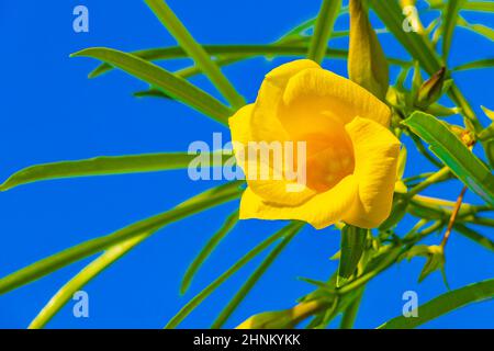 Fleur d'Oleander jaune sur arbre avec feuilles vertes et ciel bleu à Playa del Carmen Mexique. Banque D'Images