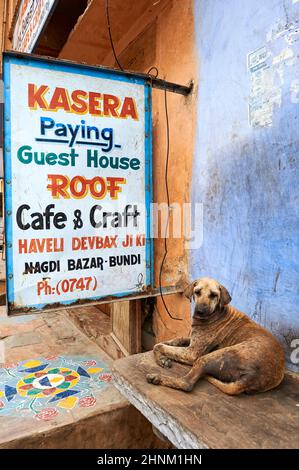 Inde Rajasthan Bundi. Un chien errant dans la rue Banque D'Images