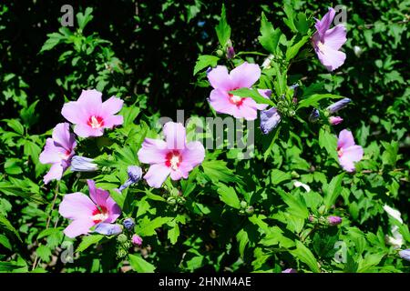 Fleurs roses magenta de l'hibiscus syriacus plante, communément connu sous le nom de rose coréenne, rose de Sharon, cétmia syrien, arbuste althea ou mouchelier rose, dans une garde Banque D'Images