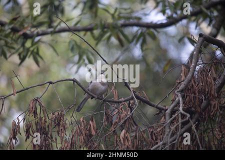 mockingbird du Nord (Mimus poslyglotto) appelant d'une perche sur un membre mort qui est suspendu d'un arbre Banque D'Images