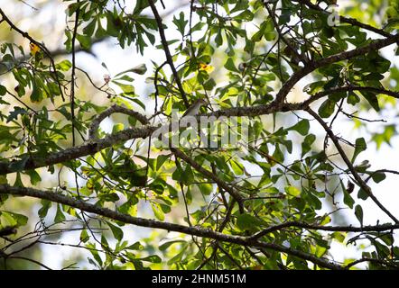 vireo à yeux rouges (Vireo olivaceus) perchée sur un membre d'arbre Banque D'Images