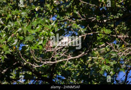 Oiseau de mockingbird du Nord (Mimus poslyglotto) qui se trouve sur un membre d'arbre Banque D'Images