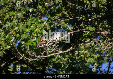 mockingbird du Nord (Mimus poslyglotto) sur un membre d'arbre Banque D'Images