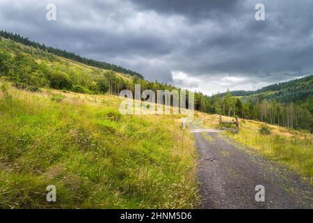 Route de campagne sur un pré menant à travers guéri à la forêt de pins, Glenariff Forest Park, comté d'Antrim, Irlande du Nord Banque D'Images