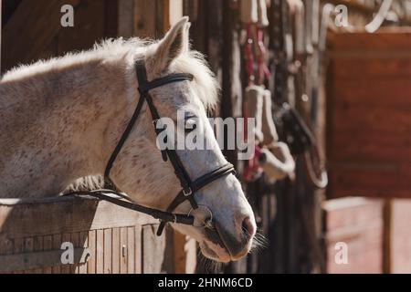 Cheval arabe blanc avec des taches brunes, détail - seulement la tête visible hors de la boîte en bois écuries. Banque D'Images
