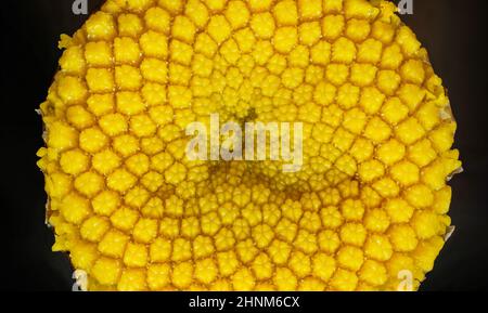 Tansy jaune - Tanaceum vulgare - fleur sous microscope, largeur d'image 9mm. Banque D'Images