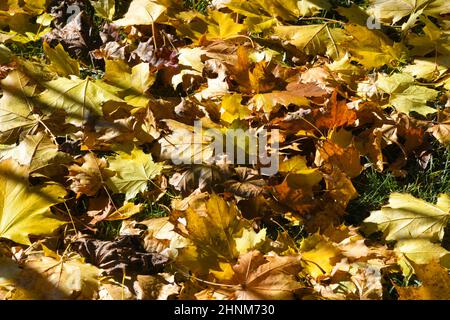 Gelbes Herbstlaub eines Ahornbaumes im Salzkammergut, Oberösterreich, Europa - feuilles d'automne jaunes d'un érable dans le Salzkammergut, en haute-Autriche, en Europe Banque D'Images