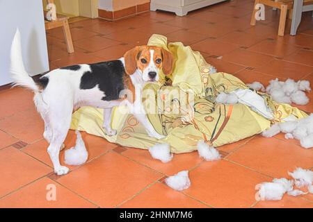 Chien méchant . Beagle chien au milieu de la mess dans la cuisine. Un petit chien beagle mâche le linge de lit. Naughty mendie chien de chiot ayant l'air chagrin qu'elle vient de détruire Banque D'Images