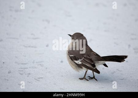 mangeoire à oiseaux de mockingbird (Mimus poslyglotto) sur un sol recouvert de glace Banque D'Images