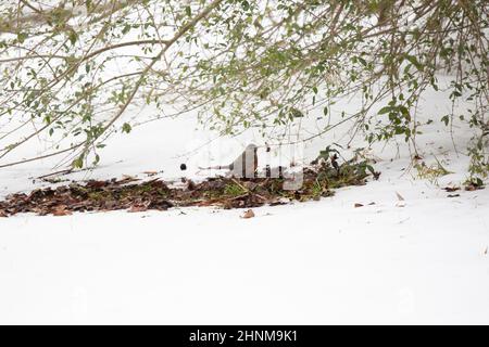 Le robin américain (Turdus migratorius) qui regarde autour de lui tandis qu'il saute le long d'une parcelle de feuilles entourées de neige Banque D'Images