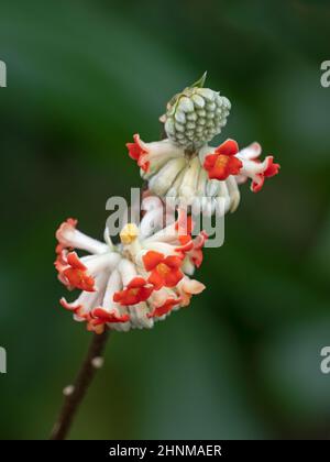 Edgeworthia chrysantha 'Red Dragon' début mars Norfolk Banque D'Images