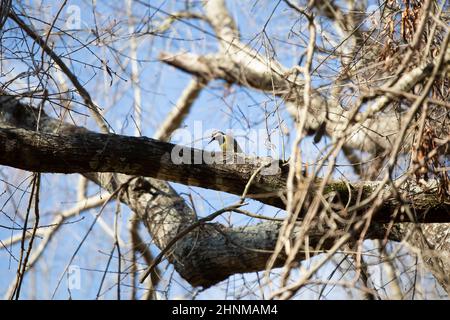 sapsucker à ventre jaune (Sphyrapicus varius) qui se trouve sur une branche d'arbre Banque D'Images