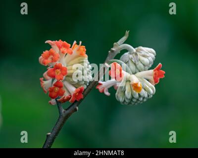 Edgeworthia chrysantha 'Red Dragon' début mars Norfolk Banque D'Images