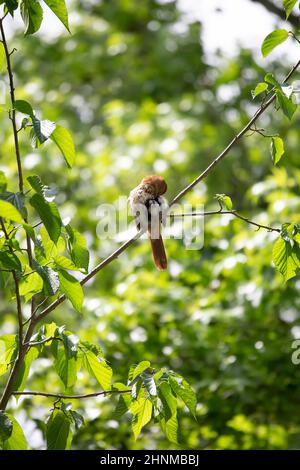 Le toilettage du thrasher brun (Toxostoma rufum) à partir de sa perche sur une branche d'arbre Banque D'Images