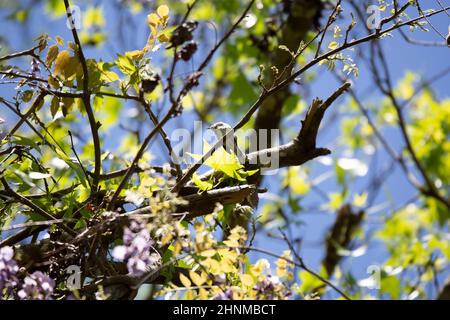 Paruline à rumissement jaune mâle (Setophaga coronata) regardant autour de sa perchaude dans un arbre Banque D'Images