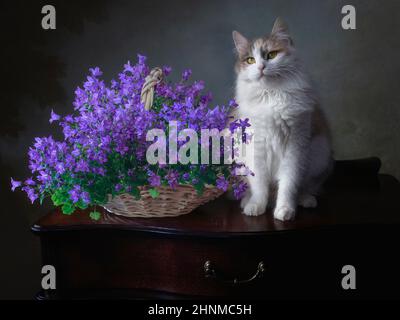 Chaton berbérien et panier de fleurs bluebell Banque D'Images