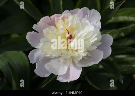 Pivoine rose unique, Paeonia lactiflora de variété inconnue, fleur en gros plan avec un centre blanc et jaune et un fond de feuilles floues. Banque D'Images