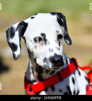 Dalmatien, ou chien dalmatien sur une promenade Banque D'Images