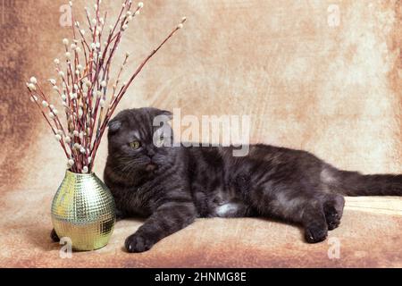 Un chat sombre de la race écossaise se trouve à côté de branches de saule aux bourgeons moelleux. Le symbole des vacances de printemps Banque D'Images
