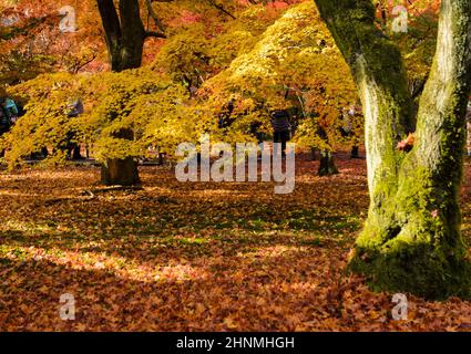 La couleur en automne les feuilles, à temple Tōfuku-ji à Kyoto, Japon Banque D'Images