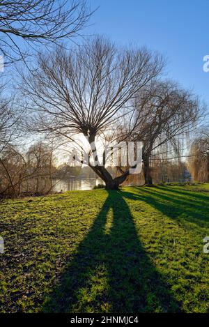 Saules pleurant, Salix Chrysocoma au bord de la rivière à Shepperton, le jour de l'hiver ensoleillé Surrey Angleterre Royaume-Uni Banque D'Images