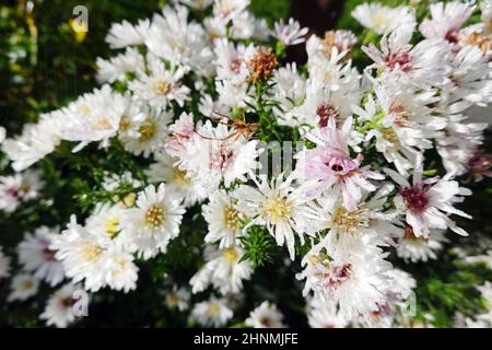 Herbstspinne (Metellina segmentata, Syn.: Meta segmentata) schwebt unter ihrem unsichtbaren Netz über einer weissen Herbstaster Banque D'Images