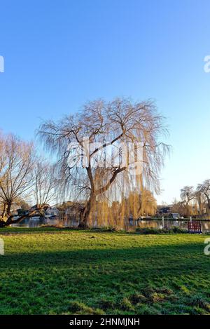 Saules pleurant, Salix Chrysocoma au bord de la rivière à Shepperton, le jour de l'hiver ensoleillé Surrey Angleterre Royaume-Uni Banque D'Images