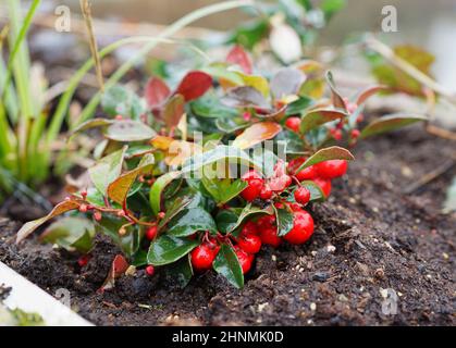 Gaultheria procumbens, teaberry de l'est, checcurberry, caberge, ou vert d'hiver américain, Est une espèce de gaulthérie originaire de l'Amérique du Nord. Banque D'Images