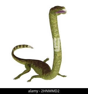 Tanystropheus était un reptile marin semi-aquatique carnivore qui vivait en Europe et au Moyen-Orient pendant la période du Trias. Banque D'Images