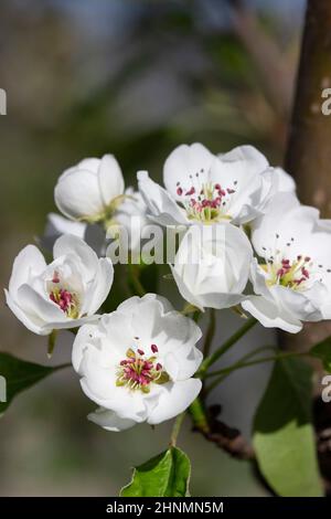 Branches de poires avec fleurs, bourgeons et feuilles par temps ensoleillé. Banque D'Images