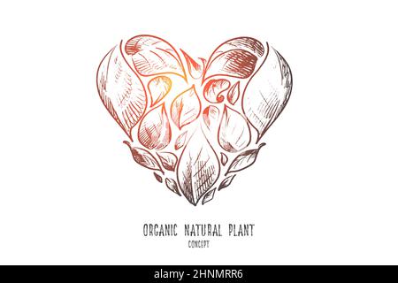 Concept de plantes naturelles organiques. Feuilles dessinées à la main en forme de cœur. Symbole de plantes vertes illustration vectorielle isolée. Banque D'Images
