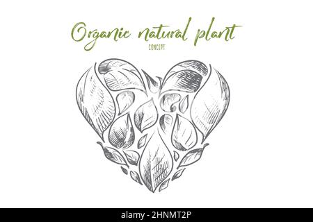 Concept de plantes naturelles organiques. Feuilles dessinées à la main en forme de cœur. Symbole de plantes vertes illustration vectorielle isolée. Banque D'Images