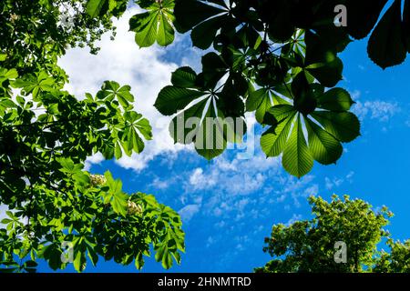 Arbre commun de châtaignier de cheval Aesculus hippocastanum feuilles Banque D'Images