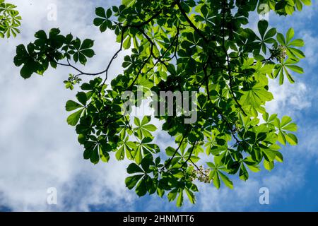 Aesculus hippocastanum arbre Cheval châtaignier vue de dessous branches ciel regardant vers le ciel plantes Banque D'Images