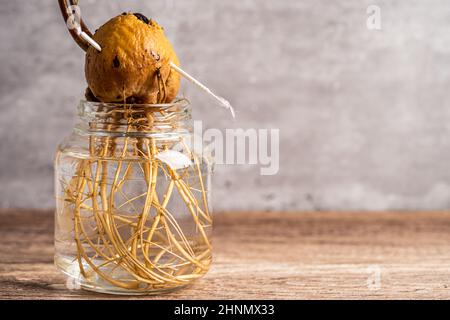 La plante de germe d'avocat de la graine pousse avec la racine dans le verre d'eau. Banque D'Images